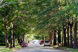Photo of tree lined street