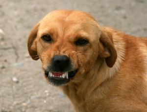 Aggressive dog